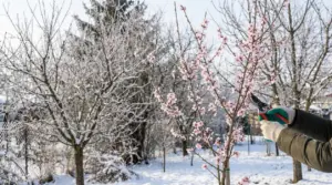 Potatura di un albero in fiore durante l'inverno in un giardino coperto di neve