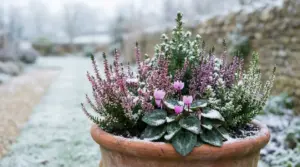 Piante resistenti al freddo in un vaso coperto di neve in un giardino invernale